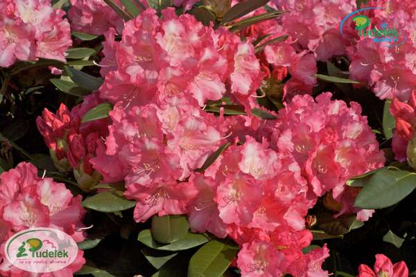 Rhododendron Marlis